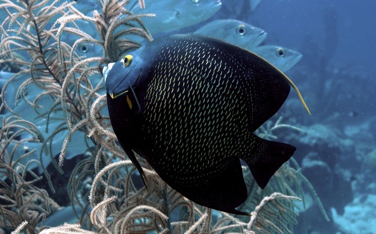 Fish Theme screenshot #2