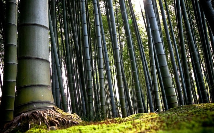 Bamboo Theme screenshot #4