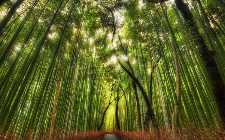 Bamboo Theme screenshot #16