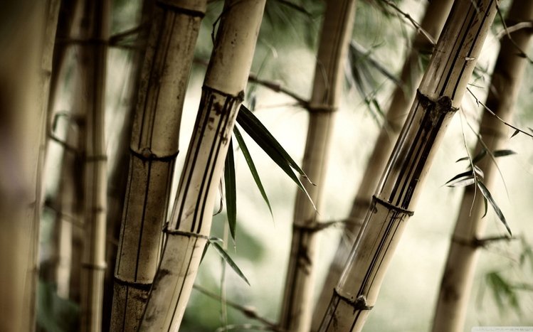 Bamboo Theme screenshot #6