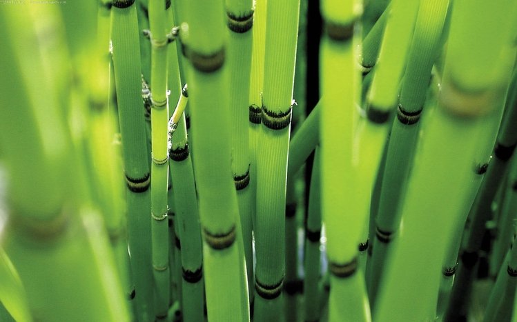 Bamboo Theme screenshot #1