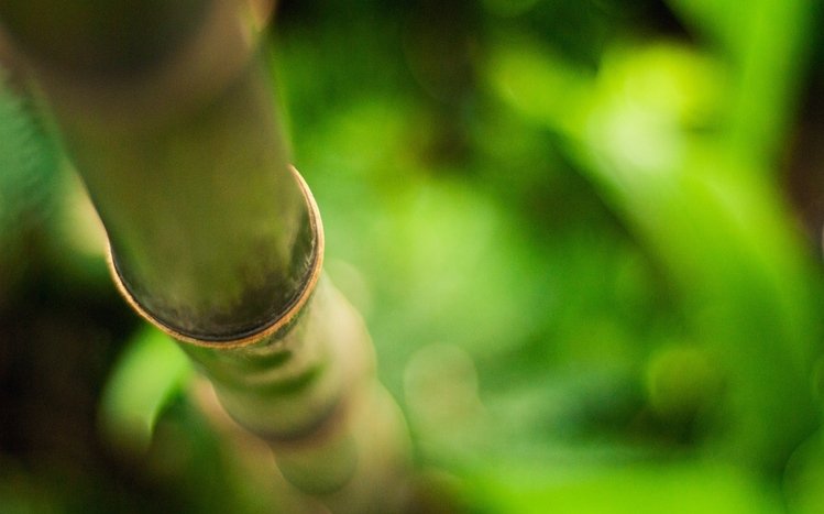 Bamboo Theme screenshot #17