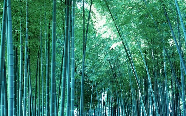 Bamboo Theme screenshot #15