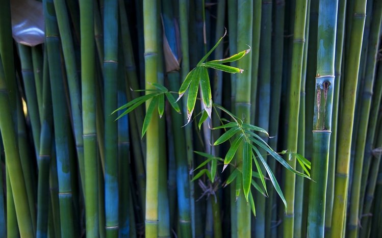 Bamboo Theme screenshot #9