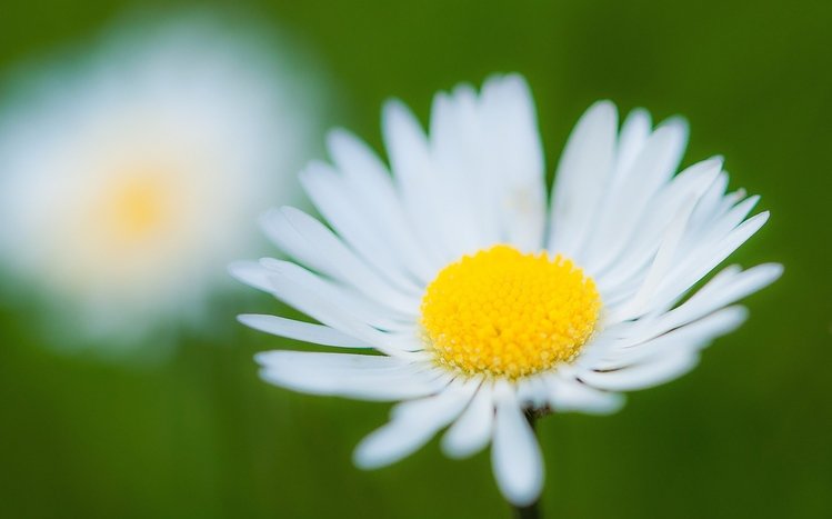 Daisy Theme screenshot #12