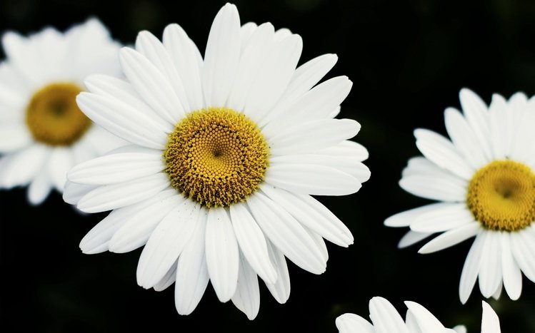 Daisy Theme screenshot #13
