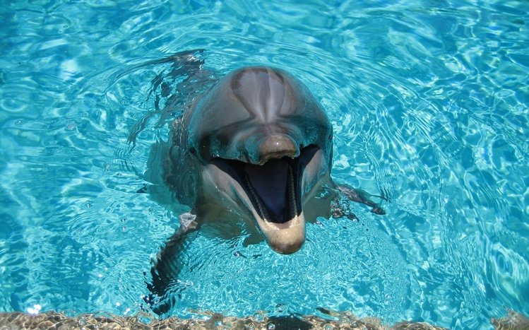 Dolphin Theme screenshot #7