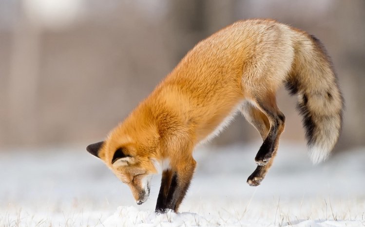 Fox Theme screenshot #4