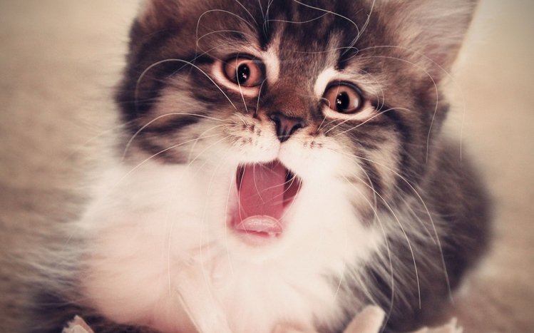 Kitten Theme screenshot #11