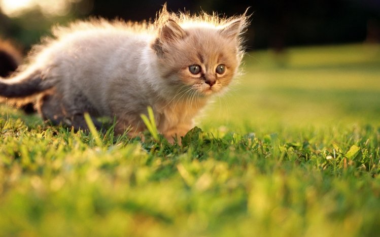 Kitten Theme screenshot #16