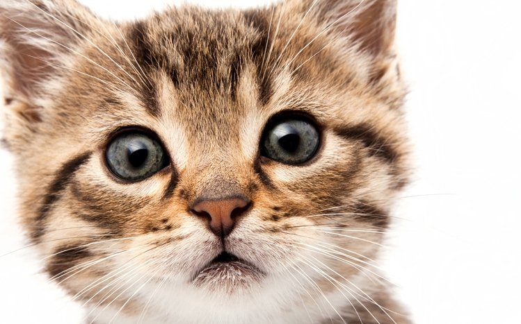 Kitten Theme screenshot #4