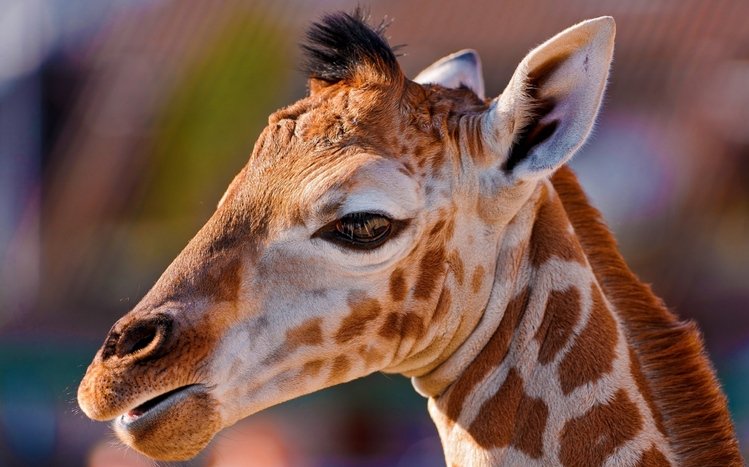 Giraffe Theme screenshot #9