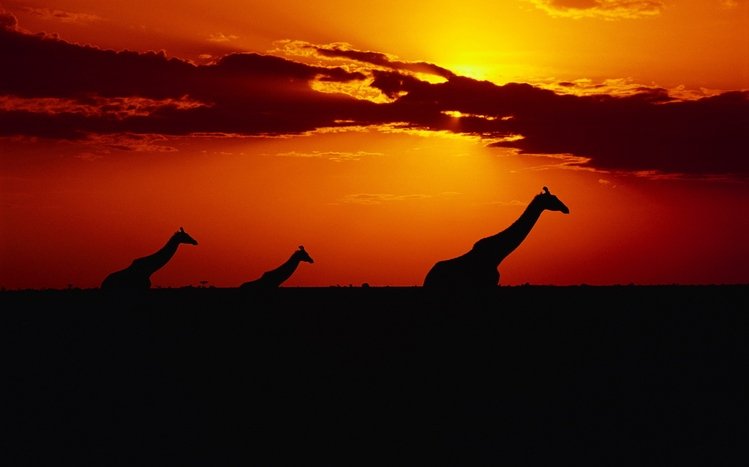 Giraffe Theme screenshot #19