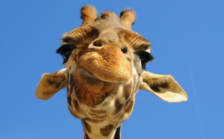 Giraffe Theme screenshot #5