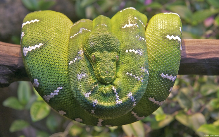 download screen snake for windows download screen snake for windows