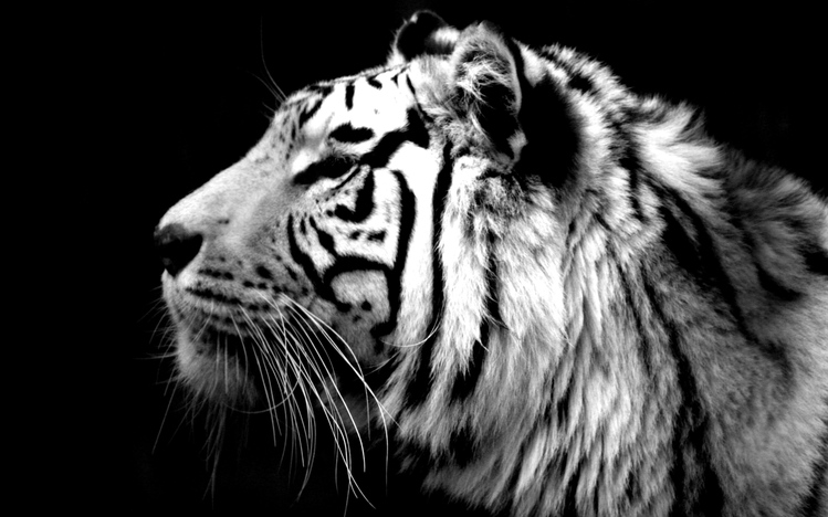 White Tiger Windows 10 Theme - themepack.me