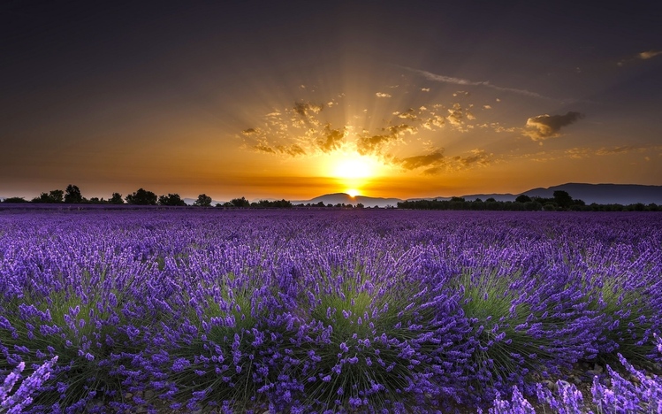 lavender skies pc desktop covers