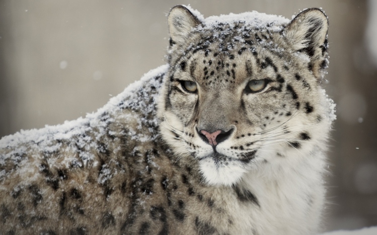 Snow Leopard Windows 10 Theme - themepack.me