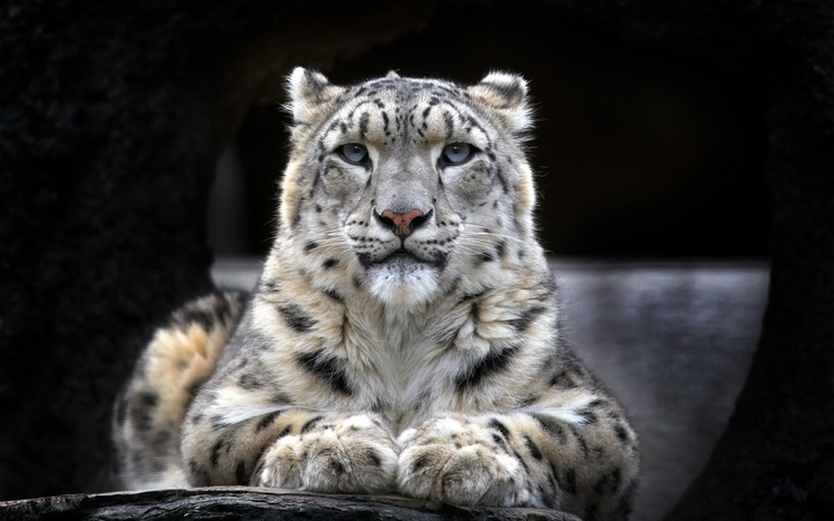 Snow Leopard Windows 10 Theme Themepack Me Images, Photos, Reviews