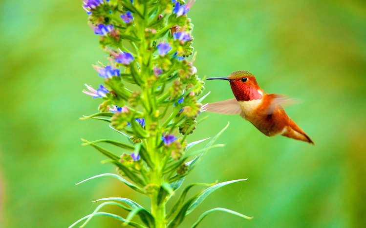 Hummingbird Windows 10 Theme Themepackme