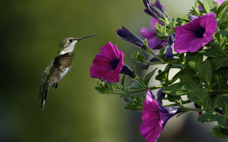 286 Hummingbird Hd Wallpapers Background Images