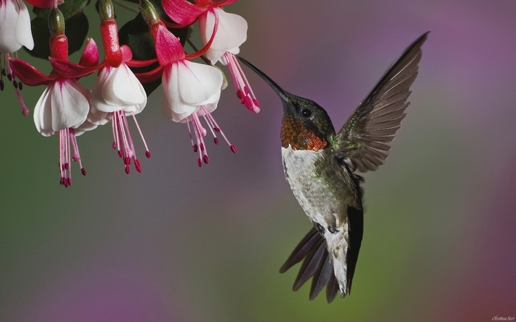 Hummingbird Windows 10 Theme - themepack.me