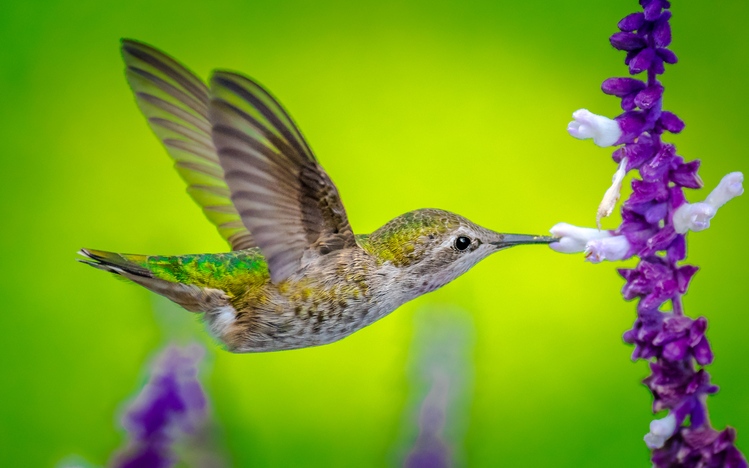 Microsoft Windows 10 Wallpaper Themes Birds 9949