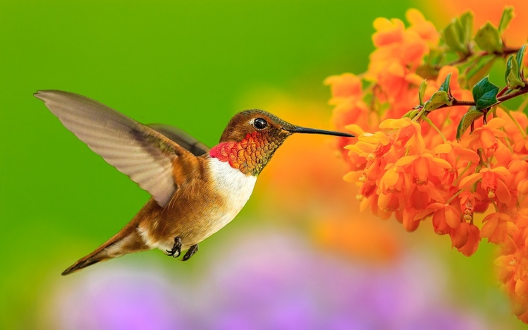 Microsoft Windows 10 Wallpaper Themes Birds 5178