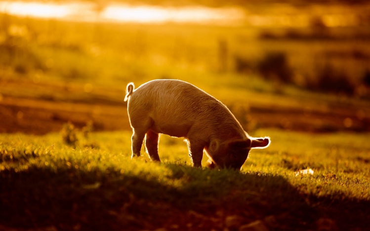 Animal Backgrounds For Microsoft Teams