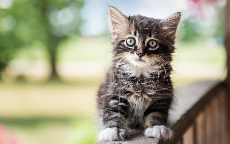 Kittens Windows 10 Theme - themepack.me