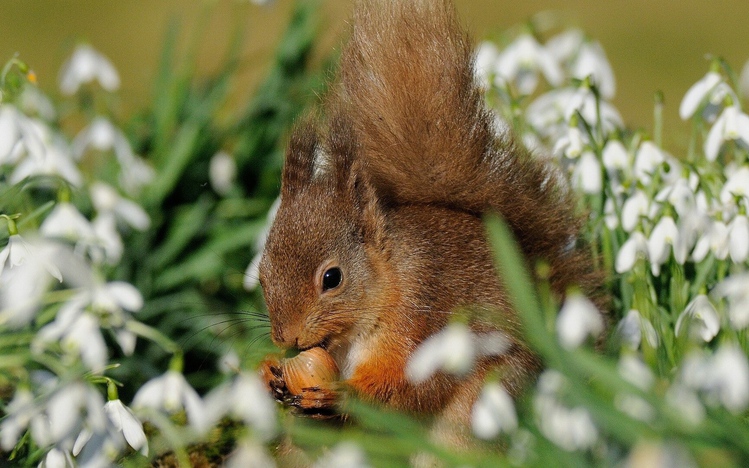 Squirrel Windows 10 Theme - themepack.me