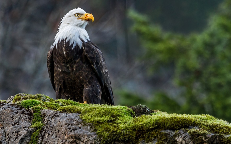 Bald Eagle Windows 10 Theme - themepack.me