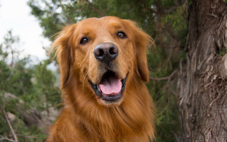 Golden Retriever Windows 10 Theme - themepack.me