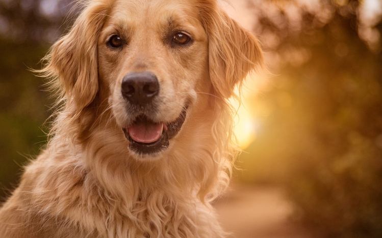 Golden Retriever Windows 10 Theme - themepack.me