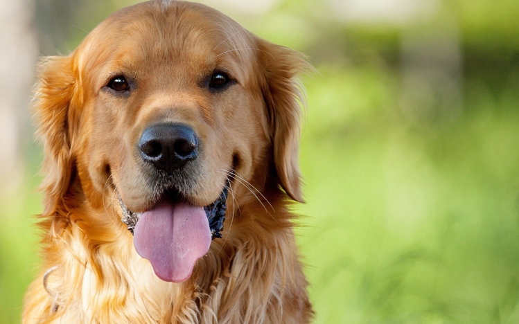 Golden Retriever Windows 10 Theme - themepack.me