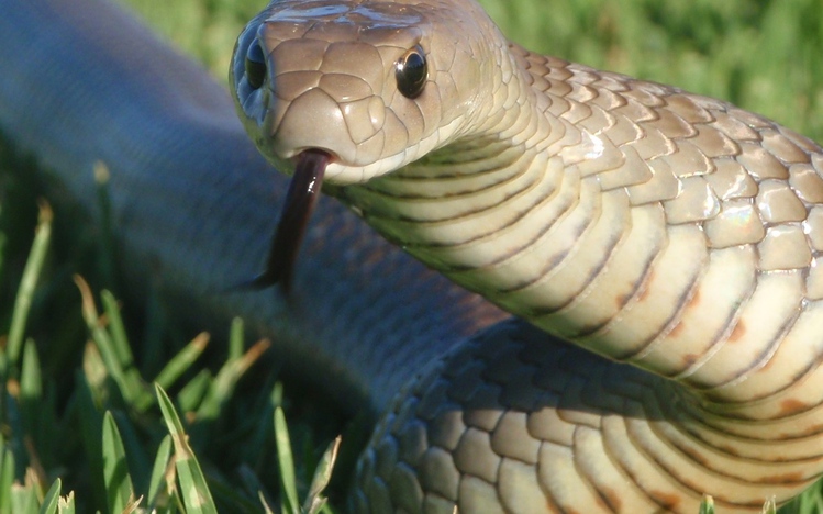 libavg python download