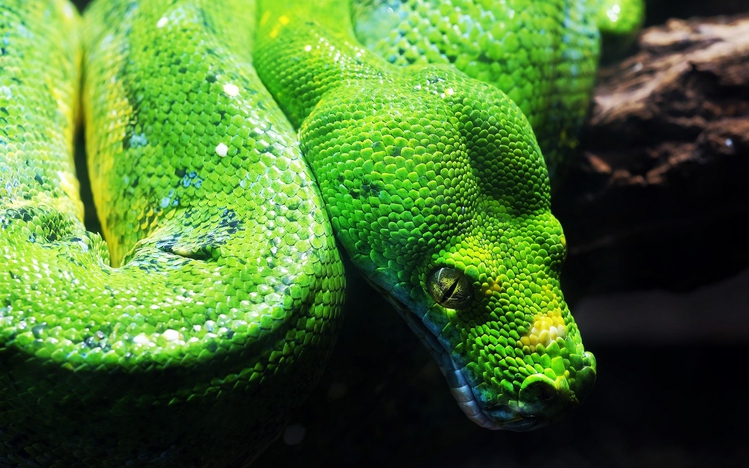 libavg python download libavg python download