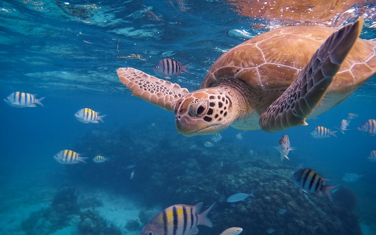 Sea Turtle Windows 10 Theme - themepack.me