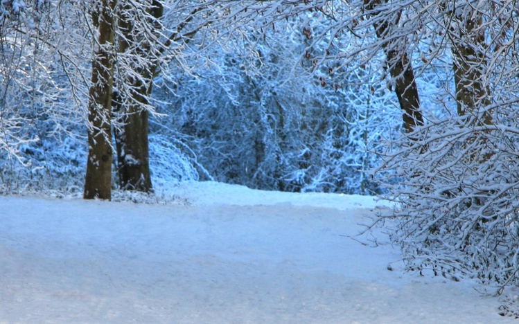 Winter Forest Windows 10 Theme - themepack.me