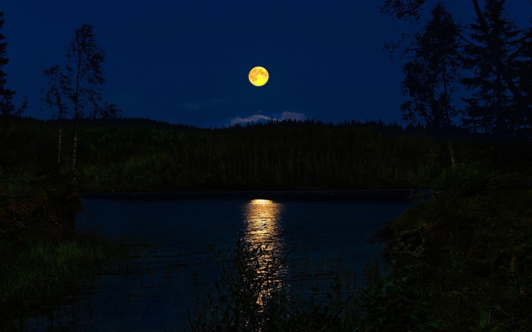 Night Forest Windows 10 Theme Themepack Me