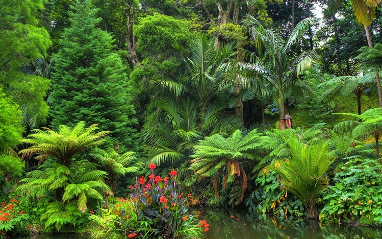 Tropical Rainforest Windows 10 Theme - themepack.me