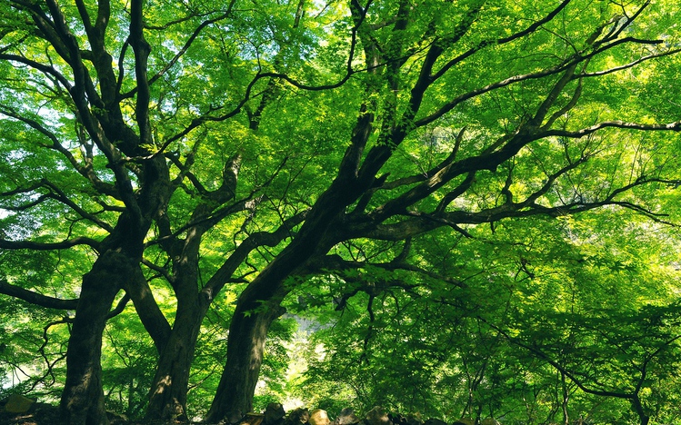 Green Tree  Windows  10  Theme themepack me