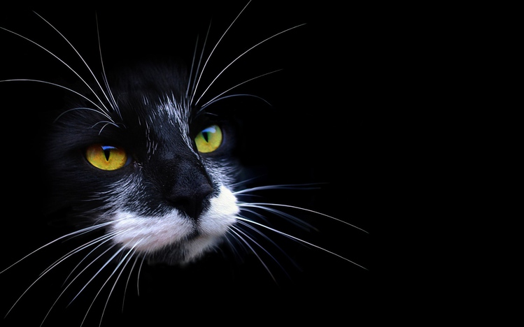 Black Cats Windows 10 Theme Themepackme