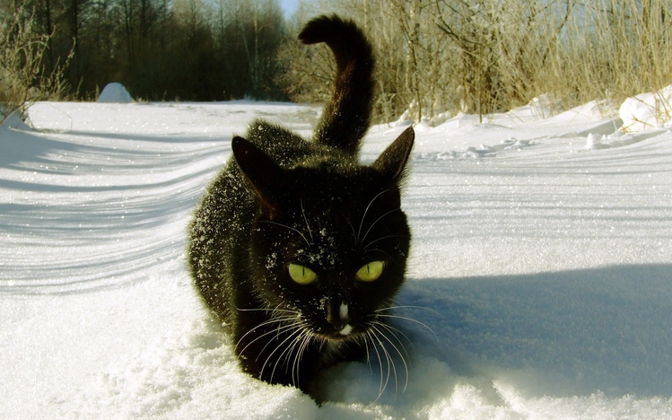 Black Cats Windows 10 Theme themepack.me