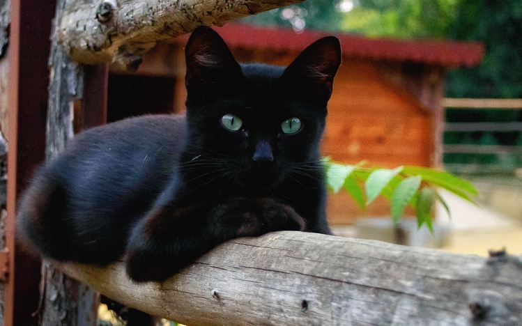 Black Cats Windows 10 Theme themepack.me