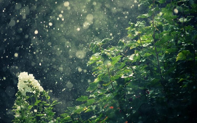 Rain in Forest Windows 10 Theme - themepack.me