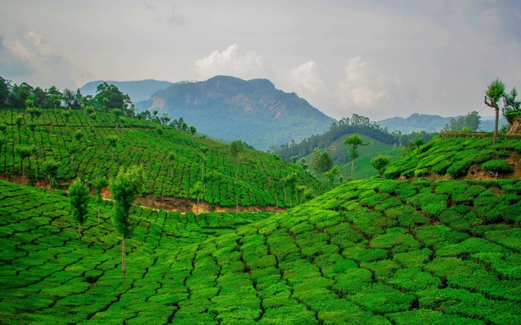 Tea Plantation Windows 10 Theme - themepack.me