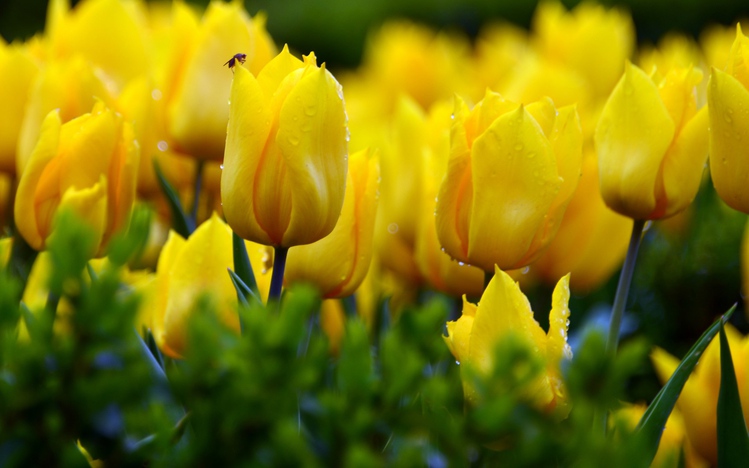 Tulip Windows 10 Theme - themepack.me