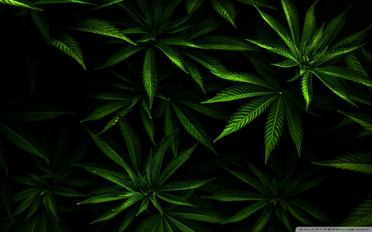 Weed Windows 10 Theme - themepack.me