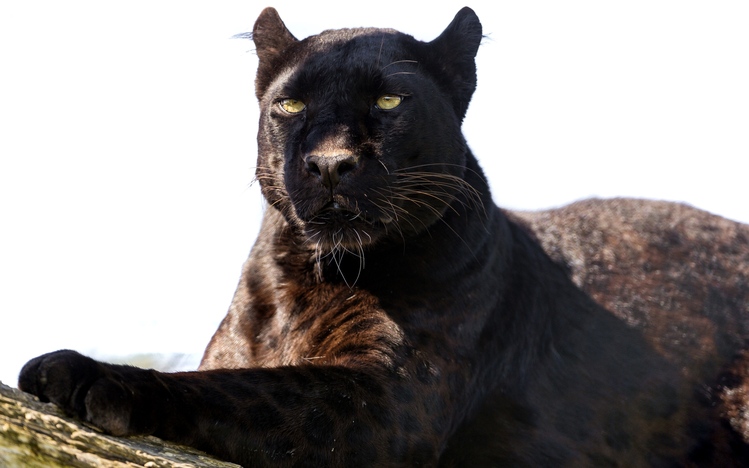 Black Panther Windows 10 Theme - themepack.me